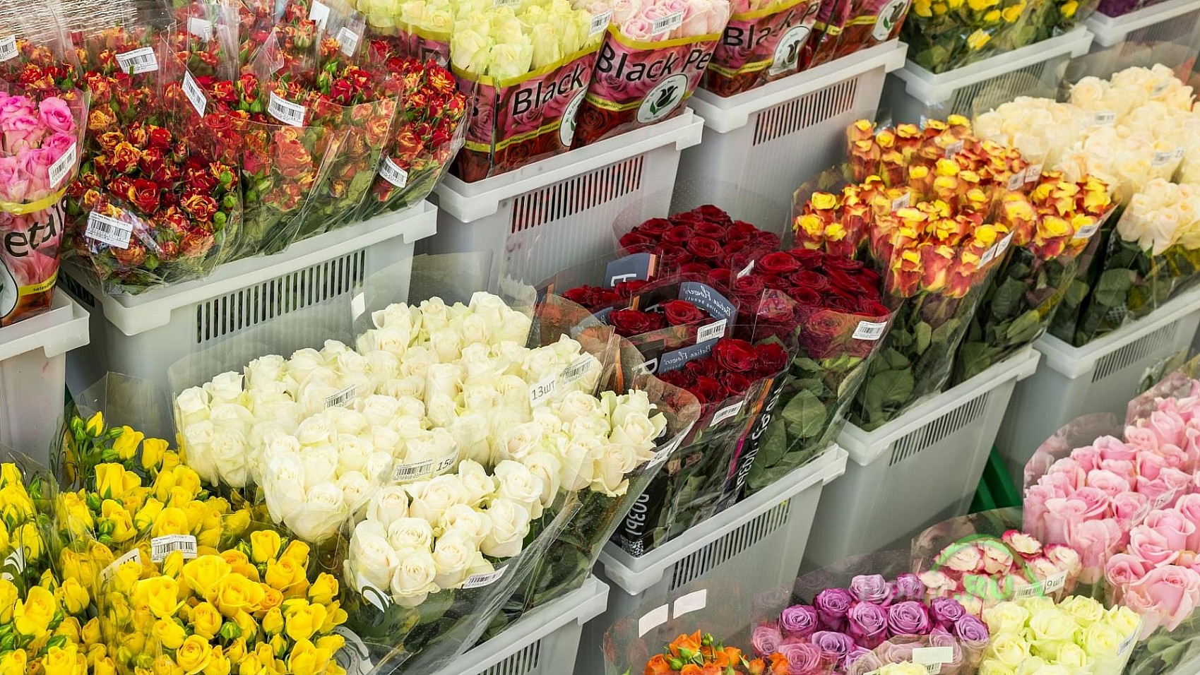 Где Можно Купить Цветы Оптом Нижний Новгород