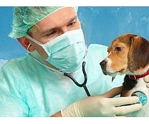 Скорая ветеринарная помощь Артемон