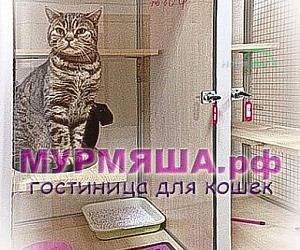 Гостиница для кошек МУРМЯША