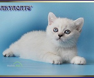 Питомник британских и шотландских кошек Daryacats