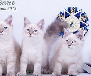 Питомник невских маскарадных и сибирских кошек Ангел Невы на улице Декабристов