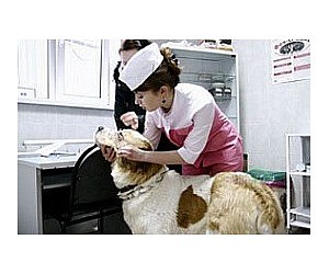 Ветеринарная клиника Берег в Видном
