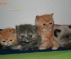 Питомник экзотических короткошерстных и персидских кошек Olis Kis