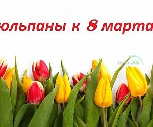 Оптовая компания Тюльпаны Сибири