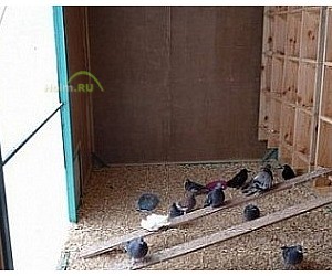 Ветеринарный центр птиц и экзотических животных Зеленый попугай в Балашихе
