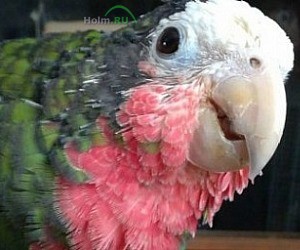Ветеринарный центр птиц и экзотических животных Зеленый попугай на метро Алексеевская