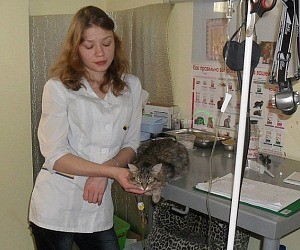 Выездная ветеринарная клиника на улице Избышева