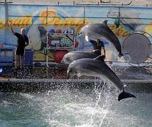 Анапский дельфинарий на Большом Утрише
