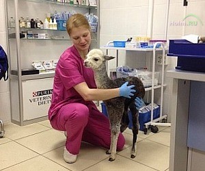Ветеринарная клиника 101 Далматинец в Химках на проспекте Мельникова