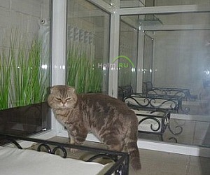 Гостиница для кошек МяуХаус на улице Семашко, 15