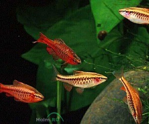 Карантинная база аквариумных рыб Золотая рыбка в Сапроново