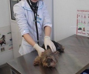 Ветеринарная клиника Добрый Айболит на метро Калужская